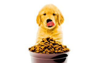 How and when should you feed your puppy?